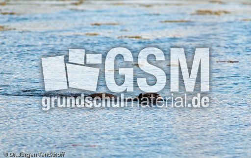 Nutria (16 von 25).jpg